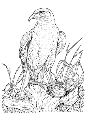 Ausmalbilder Adler und eine Schnecke  Adler Malvorlagen