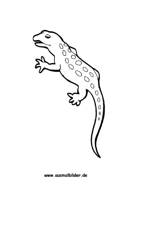 ausmalbilder gecko  gecko malvorlagen