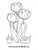 Ausmalbilder Drei Tulpen