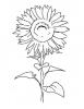 Ausmalbilder Sonnenblume 2