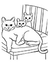 Katzenfamilie Ausmalbild