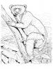 Ausmalbild Koboldmaki Affe