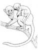 Ausmalbild Schimpansenmutter und Kind