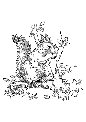 ausmalbild eichhörnchen auf einem baum zum ausdrucken