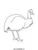 Ausmalbild Emu