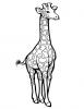 Ausmalbild Ausgewachsene Giraffe