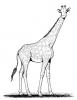 Ausmalbild Giraffe 1