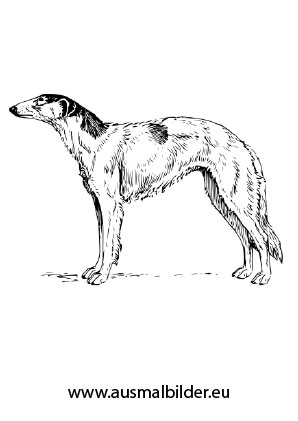 Ausmalbild Russischer Windhund Zum Ausdrucken
