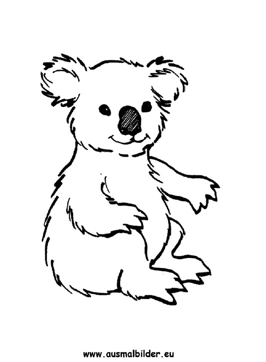 ausmalbild koala zum ausdrucken