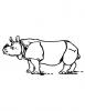 Ausmalbild Nashorn 6