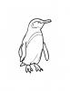Ausmalbild Galapogos Pinguin
