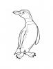 Ausmalbild Humoldt Pinguin