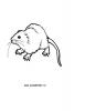 Ratte Ausmalbild
