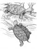 Ausmalbild Landschildkröten