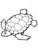 Ausmalbild Schildkröte 1