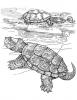 Ausmalbild Schildkröten