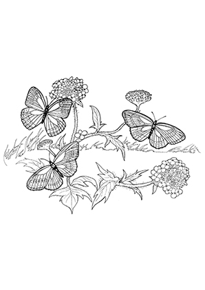 https://www.ausmalbilder.eu/Tiere/Schmetterlinge/1/Fliegende-Schmetterlinge.jpg