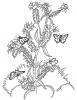 Ausmalbild Schmetterlinge 6